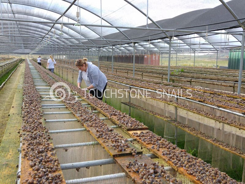 touchstone snail farming