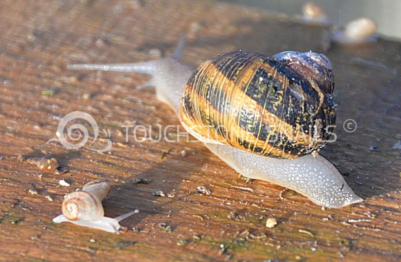 The baby snails in the snail breeding units of Touchstone Snails