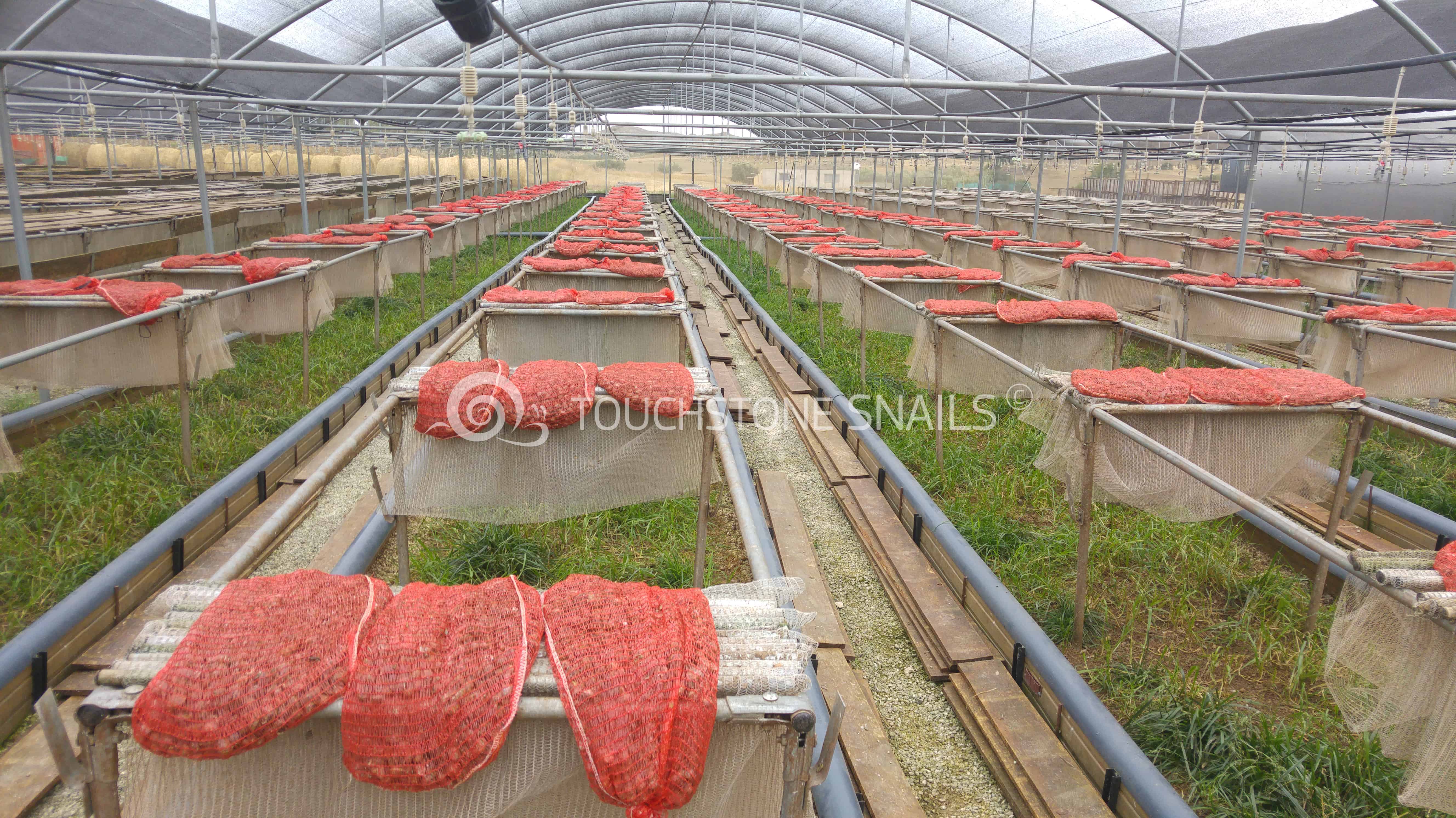 Τhe production of our snail breeding units. Snails Breeding