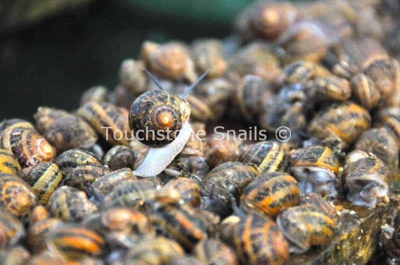 Nutritional value of snails! Snails Breeding