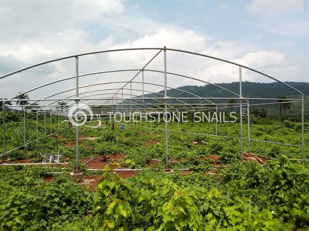 Preparations for a snail breeding unit in Nigeria Snails Breeding