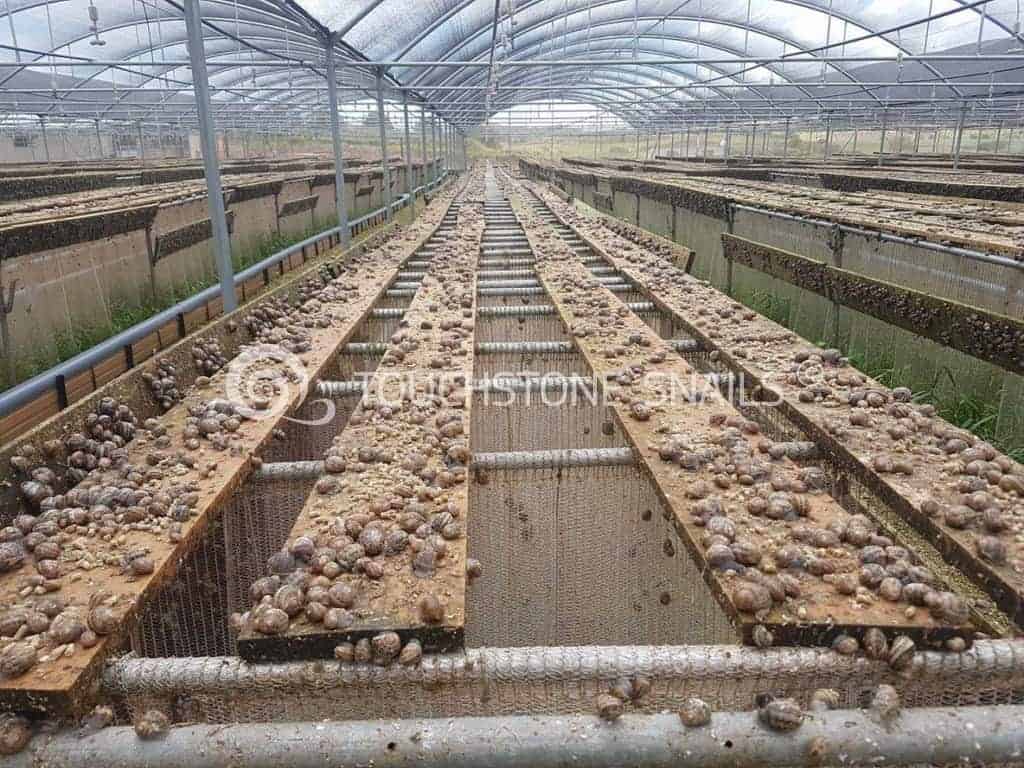 Picture of Feeding Snails - Snails Breeding
