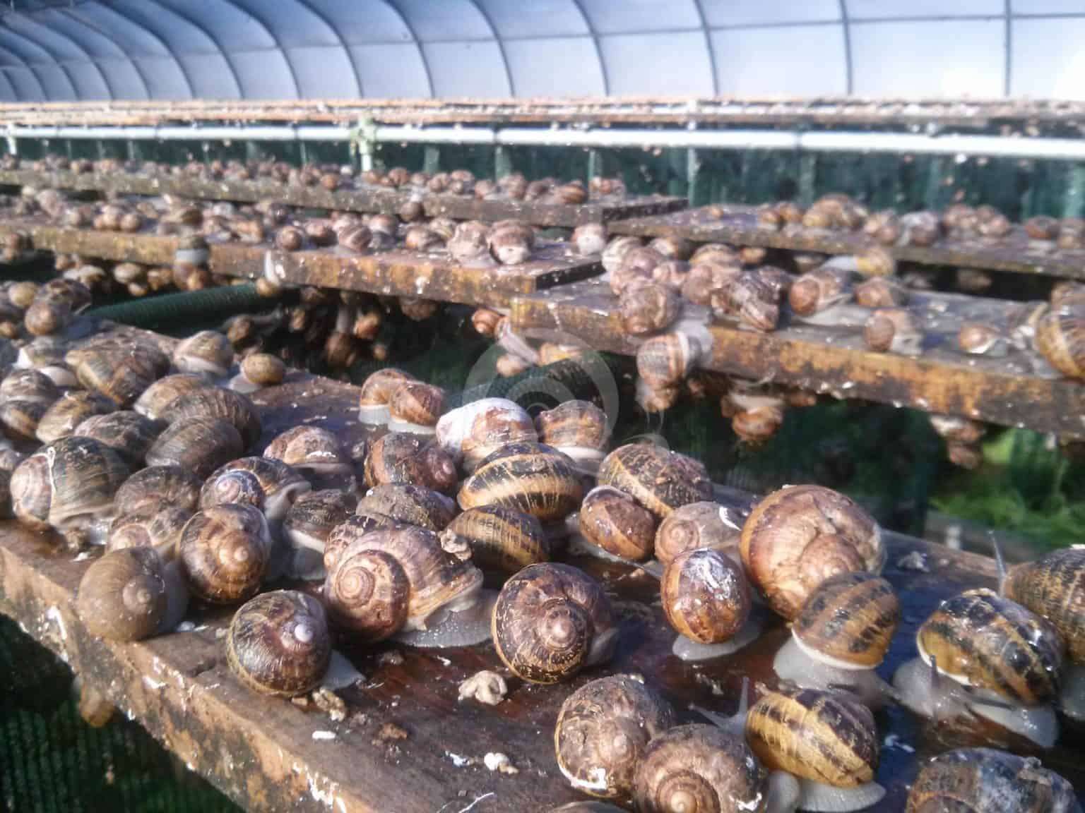 Snail Method Snail Farming Method | Curtain Method | Touchstone Snails